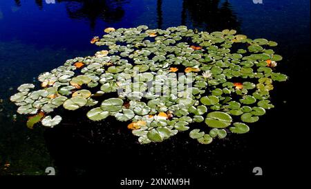 Nénuphars sur l'étang à Balboa Park, San Diego, CA, États-Unis Banque D'Images