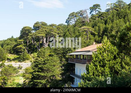 Bar restaurant Dervishaliu, entouré de pins noirs Pinus negra, parc national de Llogara, centré sur les montagnes cérauniennes le long de la Rivie albanaise Banque D'Images