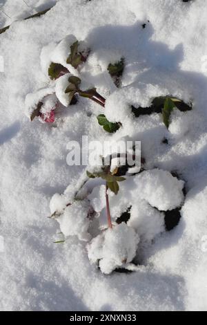 Helleborus Niger fleurit en hiver avec la neige. Rose des neiges, également appelée rose de Noël au printemps avec de la neige Banque D'Images