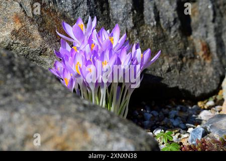 Crocus dans le soleil du matin dans un jardin de rocaille. Crocus violette au printemps dans un jardin Banque D'Images