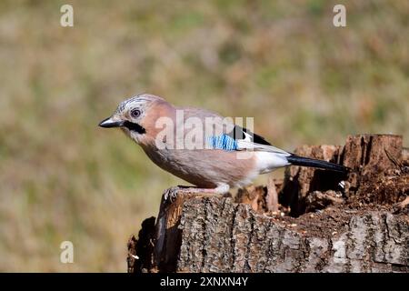 Eurasian jay à la recherche de nourriture au printemps. Eurasian jay à la recherche de nourriture Banque D'Images