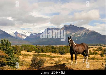 Cheval en Estancia Nibepo Aike sur le bord du lac argentin, autour d'El Calafate, Patagonie, Argentine, Amérique du Sud Copyright : GOUPIxCHRISTIAN 1382-519 Banque D'Images