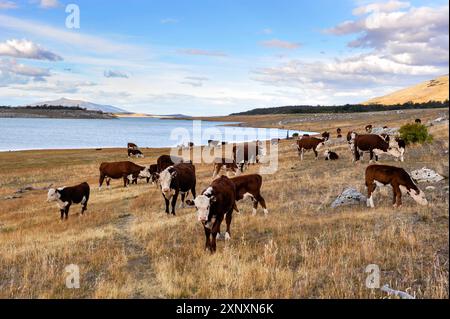 Troupeau de vaches, Estancia Nibepo Aike sur le bord du lac argentin, autour d'El Calafate, Patagonie, Argentine, Amérique du Sud Copyright : GOUPIxCHRISTIAN 1382 Banque D'Images