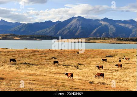 Troupeau de vaches, Estancia Nibepo Aike sur le bord du lac argentin, autour d'El Calafate, Patagonie, Argentine, Amérique du Sud Copyright : GOUPIxCHRISTIAN 1382 Banque D'Images