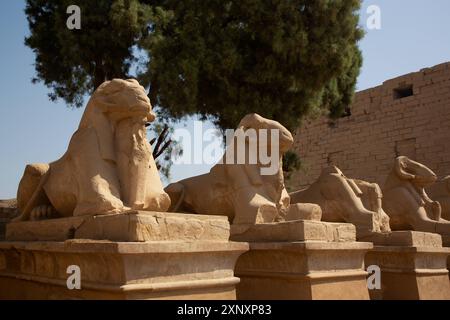 Rangée de sphinx à tête de RAM, entrée du couloir, complexe du temple de Karnak, site du patrimoine mondial de l'UNESCO, Louxor, Égypte, Afrique du Nord, Afrique Copyright : Richar Banque D'Images