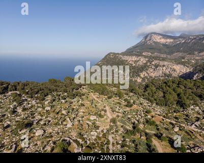 Olivar de son Oleza y puig de sa Talaia Vella, Valldemossa, Majorque, Îles Baléares, Espagne Banque D'Images