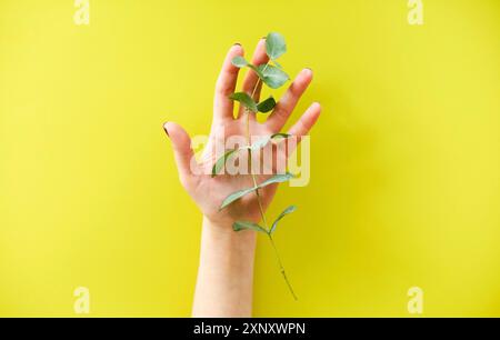 Vue de dessus de la récolte anonyme femelle tenant une plante verte fraîche sur fond jaune Banque D'Images