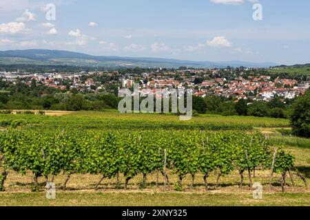 Ingelheim, Rhein, Allemagne pendant l'été Banque D'Images