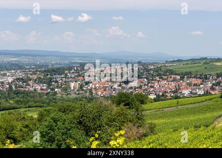 Ingelheim, Rhein, Allemagne pendant l'été Banque D'Images