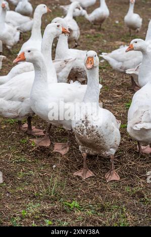 Gros plan groupe de canards blancs, Oies sur une ferme à la recherche de nourriture Banque D'Images