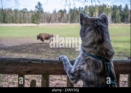 Akita inu avec fourrure grise debout sur une clôture en bois et regardant un bison au parc de safari Englischer Garten Eulbach, Allemagne Banque D'Images