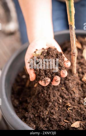 Femme en gros plan tenant la terre végétale dans sa main, vue de grand angle, terre d'un pot sur le balcon, plan vertical Banque D'Images