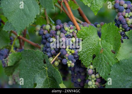 Raisins sur les vignobles le long de la route des vins rouges dans la vallée de l'Ahr, en Allemagne Banque D'Images