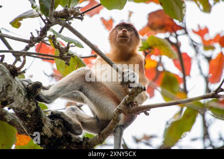 Singe proboscis femelle dans le parc national de Bako, à Bornéo, en Malaisie Banque D'Images