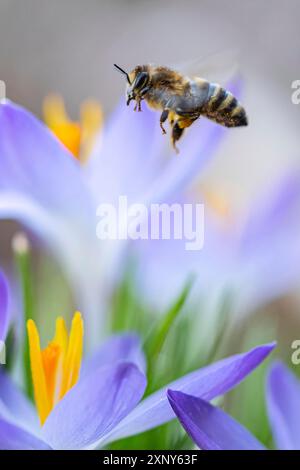 Une abeille et un crocus pourpre dans la forêt en février Banque D'Images