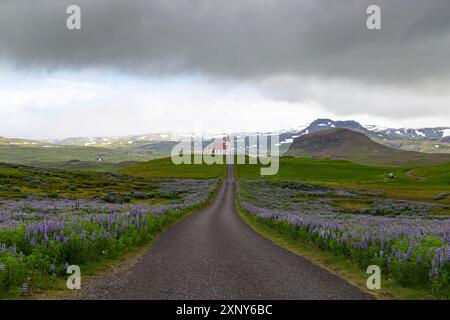 Église au bout d'une rue et champs lupin en Islande Banque D'Images