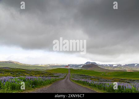 Église au bout d'une rue et champs lupin en Islande Banque D'Images