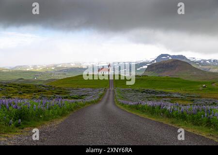 Église au bout d'une rue et champs lupin en Islande Banque D'Images