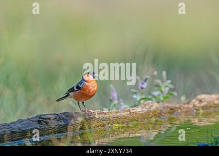 Bullfinch eurasien, Pyrrhula pyrrhula, en attente d'un verre d'eau sur un bateau en bois. Banque D'Images