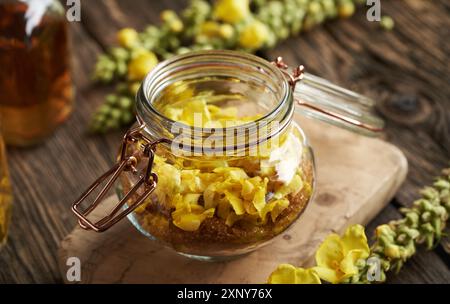 Préparation de sirop à base de plantes maison à partir de fleurs fraîches de molène ou de verbascum et de sucre de canne dans un pot Banque D'Images