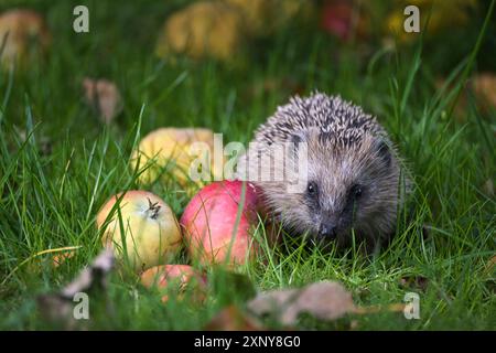 Petit hérisson (Erinaceus europaeus) avec des pommes sur un pré en automne, concept pour la protection de la faune et des animaux, espace copie, focus sélectionné Banque D'Images