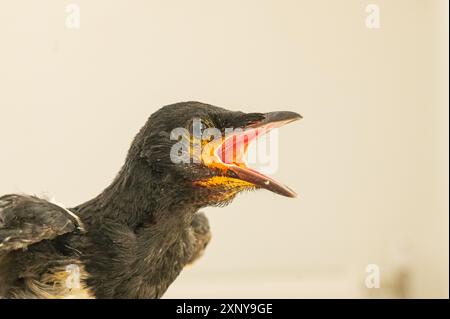 Bébé Eurasian Magpie (Pica pica) en attente de nourriture avec la bouche ouverte. Banque D'Images