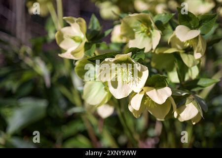 Rose de Noël (Helleborus Niger) avec des fleurs jaune clair et des feuilles vert foncé dans un jardin ou un parc, plante vivace à feuilles persistantes, espace de copie Banque D'Images