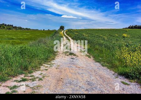 Route de campagne de gravier menant à travers les prairies et les champs à l'horizon sous un ciel bleu avec des nuages, paysage rural dans le centre de la Grèce, espace de copie Banque D'Images