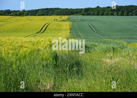 Champ d'orge clair et champ de seigle foncé côte à côte, la rotation des cultures peut maintenir la fertilité du sol, le paysage rural et le concept d'agriculture, l'espace de copie Banque D'Images
