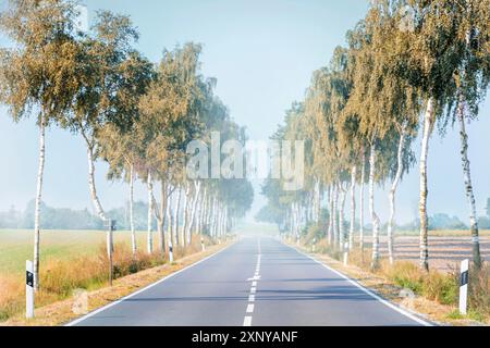 Bouleaux le long de chaque côté d'une avenue de route de campagne entre le champ dans un paysage agricole sur un jour d'automne brumeux, espace de copie, focus sélectionné Banque D'Images