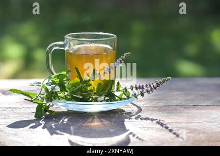 Thé à la menthe poivrée à partir de feuilles fraîches dans une tasse en verre et de brindilles fleuries à côté sur une table de jardin en bois rustique sur une journée ensoleillée, fond vert, copie Banque D'Images