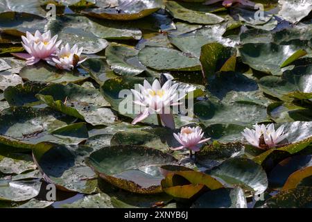 Bluehende Seerosen auf einem Dorfteich. 02.08.2024, Zschirla, GER - Bluehende Seerosen, Zschirla Sachsen Deutschland, DEU Seerosen *** nénuphars bleus sur un étang de village 02 08 2024, Zschirla, GER nénuphars bleus, Zschirla Saxe Allemagne, DEU nénuphars Banque D'Images