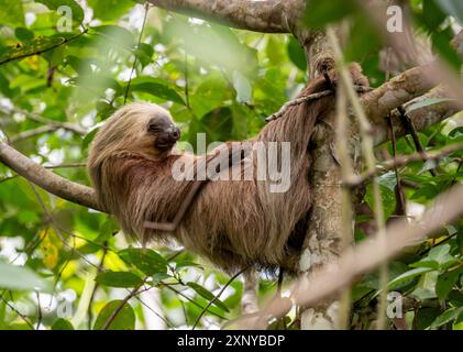 Paresseux à deux doigts de Hoffmann (Choloepus hoffmanni) sur une branche, Parc National de Cahuita, Costa Rica Banque D'Images