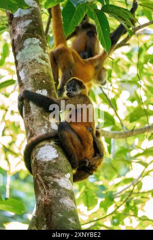 Singe araignée de Geoffroy (Ateles geoffroyi) avec un jeune grimpant à un arbre dans la jungle, parc national de Tortuguero, Costa Rica Banque D'Images