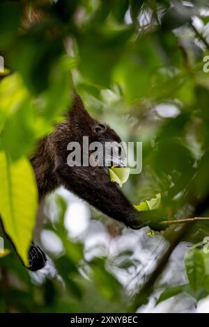 Hurleur en manteau (Alouatta palliata) mangeant des feuilles dans un arbre, Parc National de Cahuita, Costa Rica Banque D'Images