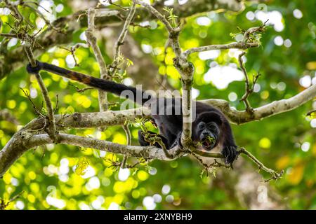 Hurleur manteau (Alouatta palliata) mangeant des bourgeons dans un arbre, Parc National de Cahuita, Costa Rica Banque D'Images