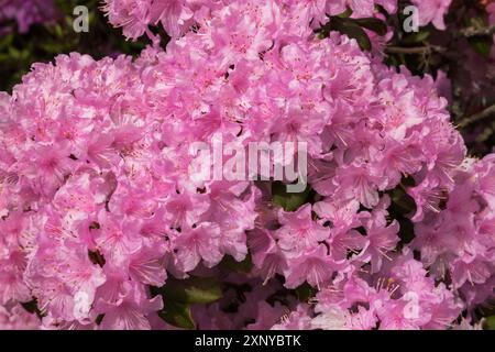 Rhododendron 'Manitou' avec fleurs roses et blanches au printemps, Québec, Canada Banque D'Images
