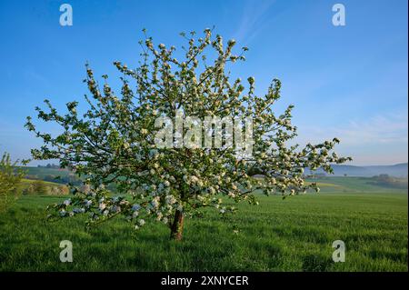 Un pommier fleuri se dresse sur une prairie verte sous un ciel bleu clair dans la lumière du matin, Moenchberg, Miltenberg, Spessart, Bavière, Allemagne Banque D'Images