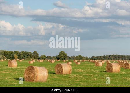 Balles de paille dans un champ, Prerow, Mecklembourg-Poméranie occidentale, Allemagne Banque D'Images