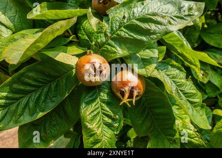 Mespilus germanica, connu sous le nom de Medlar, est un grand arbuste ou un petit arbre de la famille des roses Rosaceae. Banque D'Images