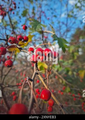 Baies d'aubépine rouges mûres poussant sur le Bush dans la forêt. Gros plan sur les fruits sains naturels. Saison d'automne dans les bois Banque D'Images