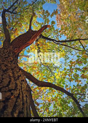 Sous une couronne de chêne coloré. Saison d'automne dans le parc Banque D'Images