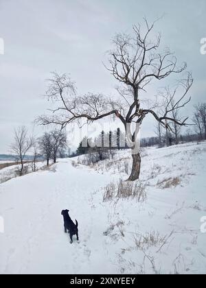 Promenades actives et curieuses de chiens dans la neige à la recherche et à la chasse dans la forêt d'hiver Banque D'Images