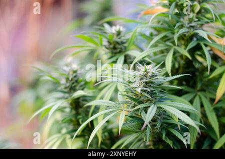 Plantes de cannabis cultivées à la maison en fleurs dans un jardin arrière Banque D'Images