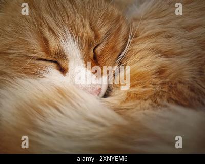 Gros plan chaton orange mignon et endormi couché avec les yeux fermés. Chat de gingembre debout confortable à l'extérieur et s'endormant Banque D'Images