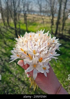 Main de femme tenant un bouquet de fleurs de Crocus reticulatus après avoir cueilli le bouquet dans la forêt printanière Banque D'Images