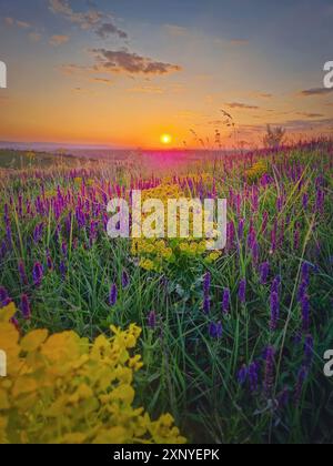 Magnifique coucher de soleil d'été sur la prairie colorée fleurie avec des fleurs de sauge sauvage violettes et des fleurs de cyprès jaune Banque D'Images