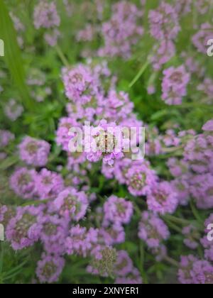 Gros plan fleur sauvage de thym rampant herbe avec fleurs roses. Plante de thymus Serpyllum Banque D'Images