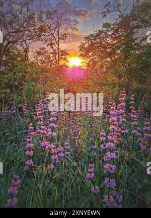 Phlomis tuberosa plante fleurissant dans la forêt avec vue sur le coucher du soleil en arrière-plan. Herbe à fleurs de mulène de feuille de sauge Banque D'Images