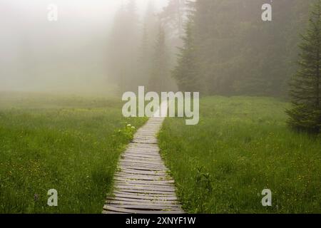 Huehnermoos par un jour nuageux avec du brouillard, une haute lande à Soellereck près d'Oberstdorf, Alpes d'Allgaeu, Allgaeu, Bavière, Allemagne Banque D'Images